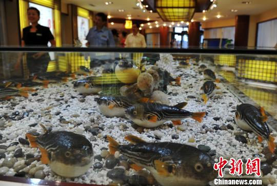 曹妃甸河豚抢滩日韩业者呼吁“解禁”国内市场(图)